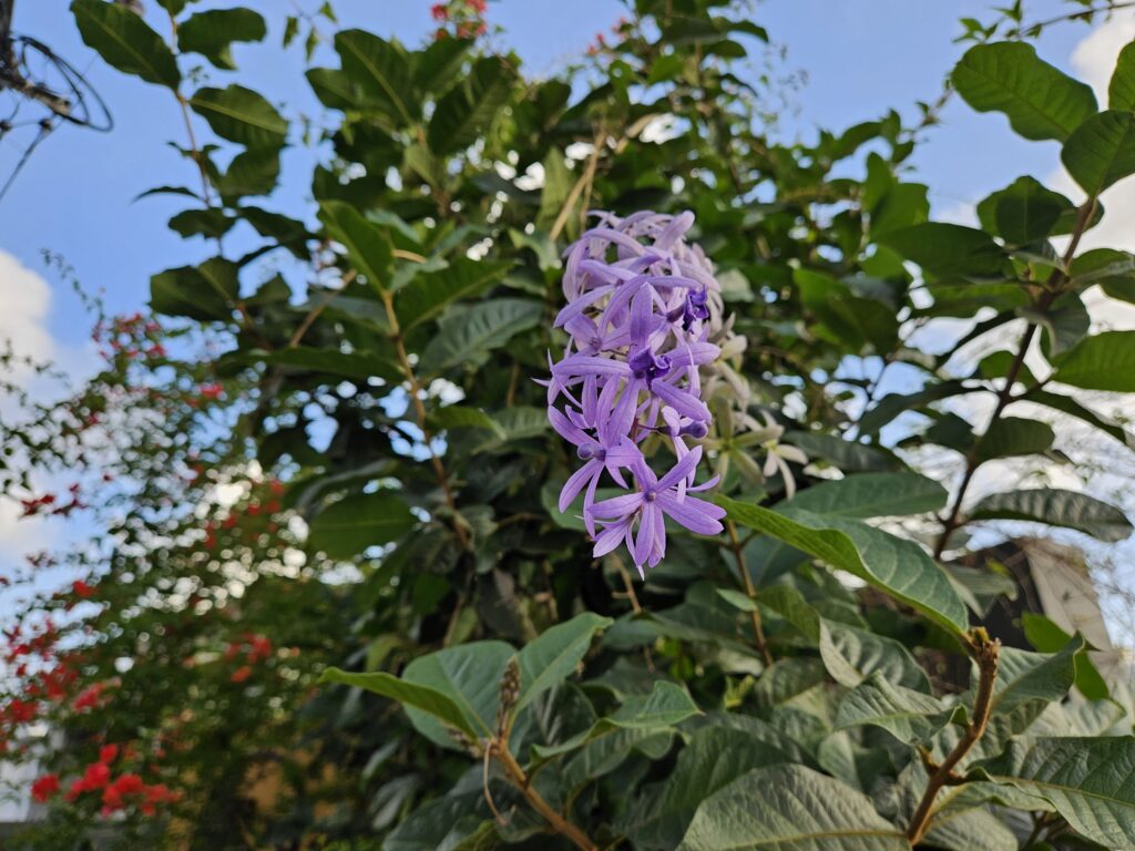 Galaxy Z Fold5 Photo Quality Review 5 photo of a flower with accurate blur background