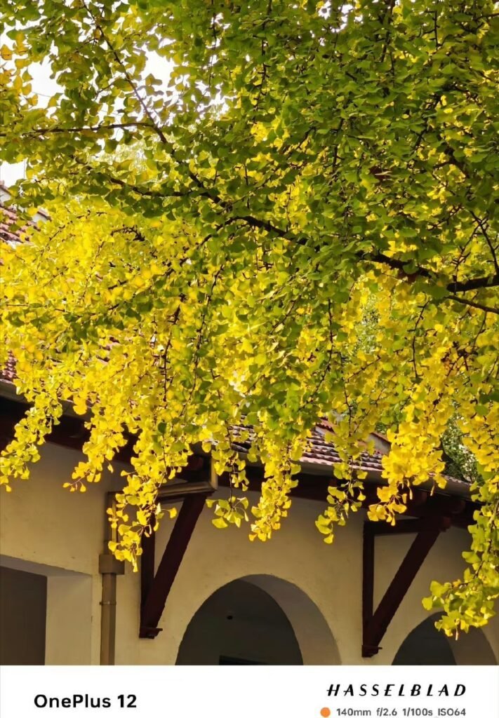 OnePlus 12 Launched in China with Impressive Specs and Features 4 OnePlus 12 Camera Sample 3