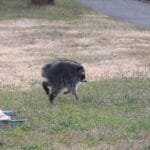 Side profile photo of Jimothy, the viral round-bodied raccoon with short spine syndrome, running across a grassy backyard with a pavement path visible in the background.