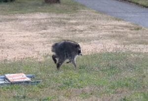 Side profile photo of Jimothy, the viral round-bodied raccoon with short spine syndrome, running across a grassy backyard with a pavement path visible in the background.